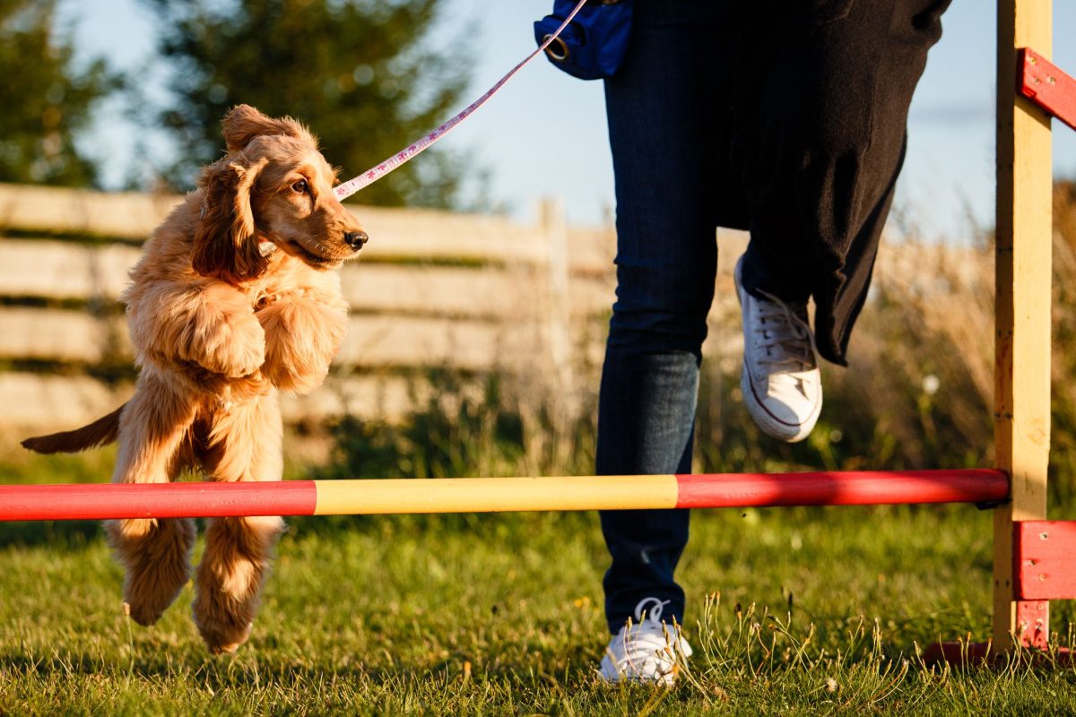 All You Need To Learn About The Best Dog Training