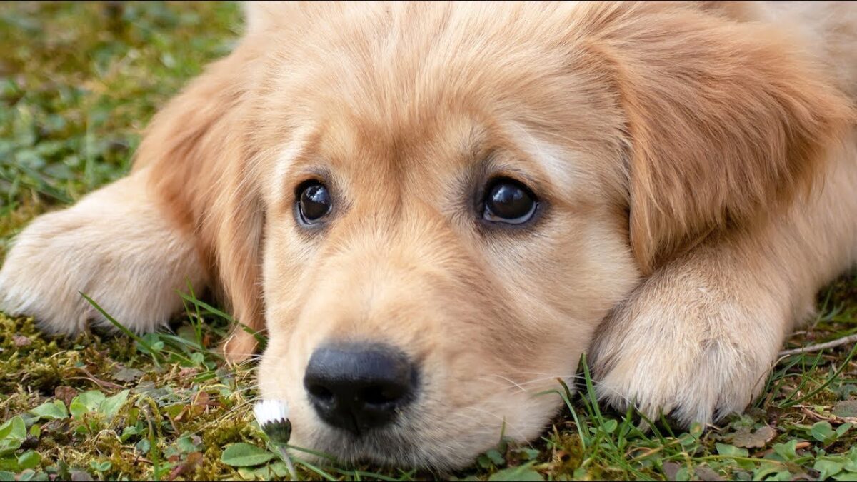 Facts About Purebred Golden Retriever