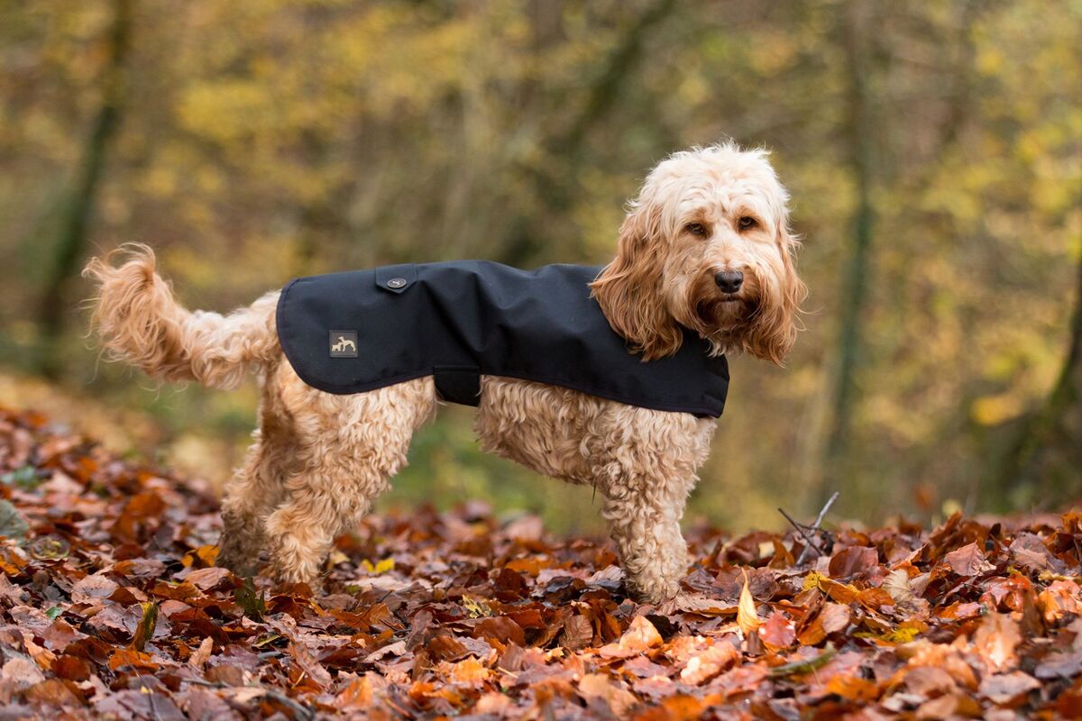 Individual Guide On Rainproof Dog Coats